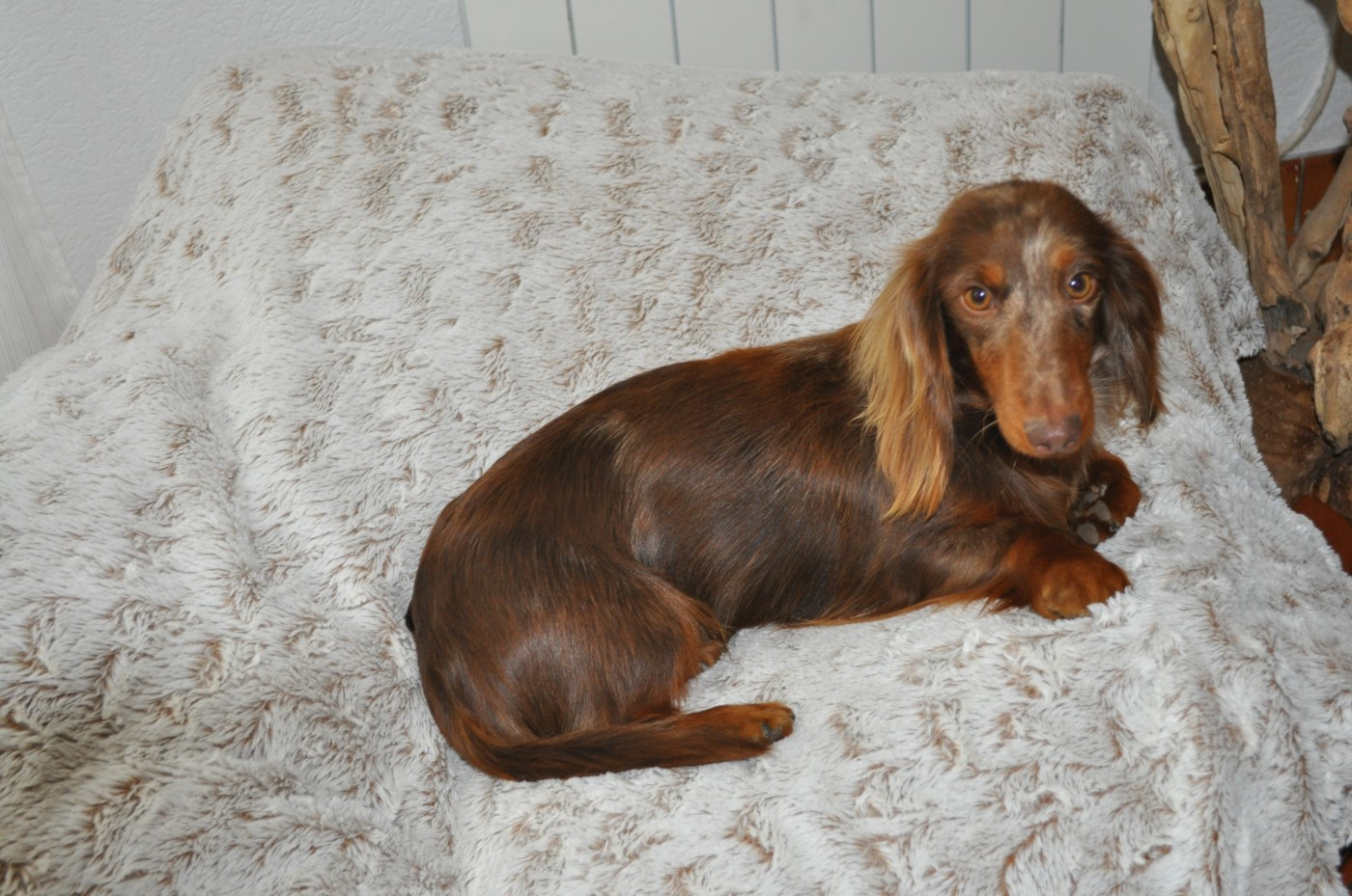 Vahiné De La Cour Des Iles