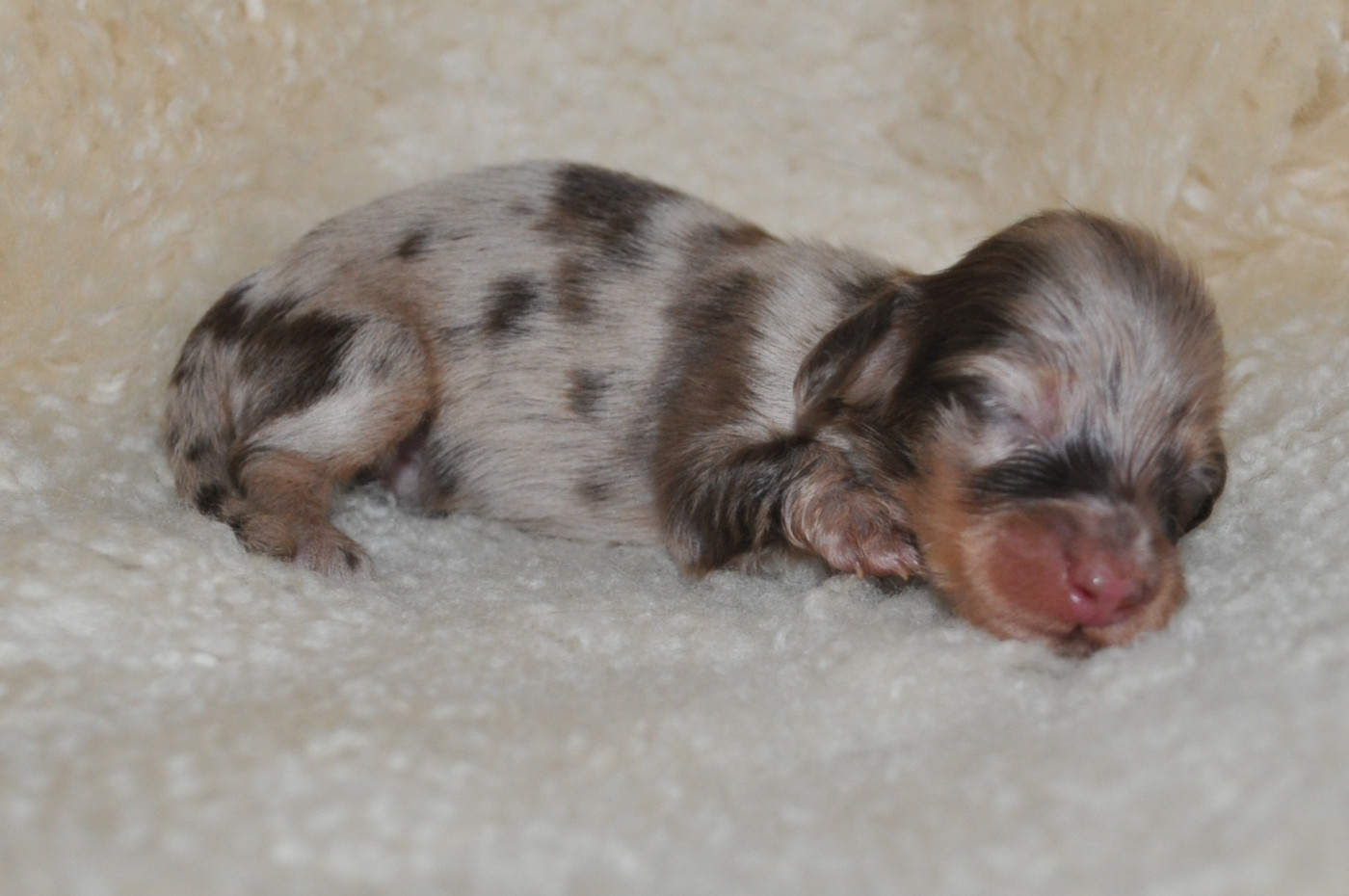 de la baie des îles - Chiots disponibles - Teckel poil long
