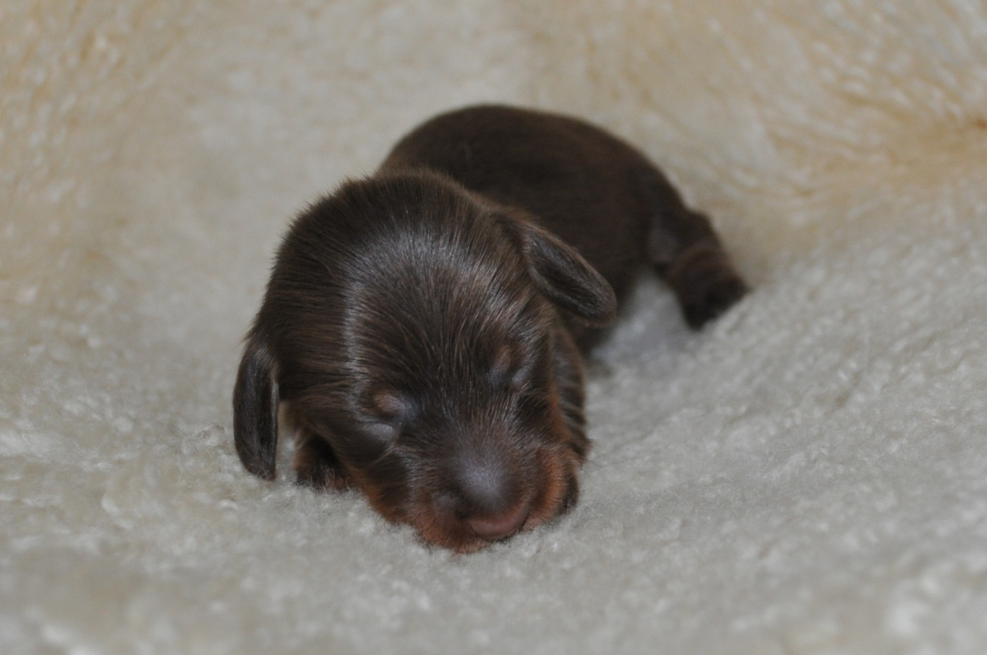 de la baie des îles - Chiots disponibles - Teckel poil long