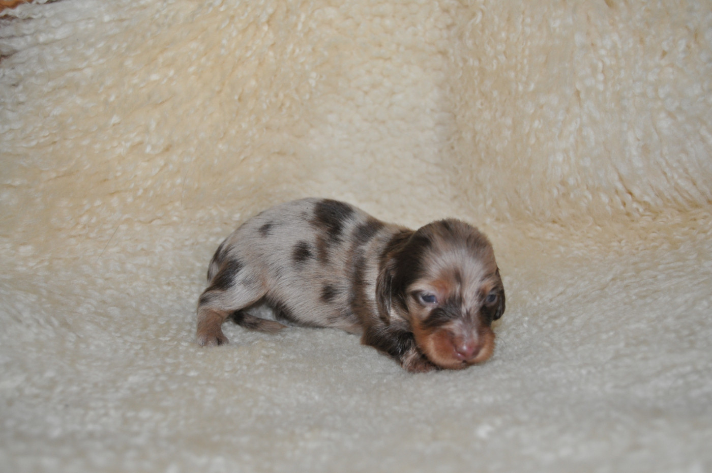 de la baie des îles - Chiots disponibles - Teckel poil long