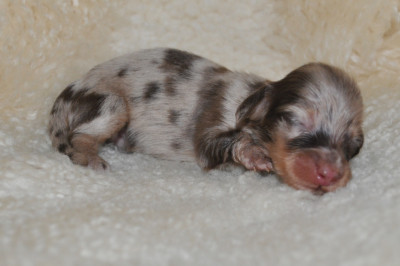 Chiot N°1