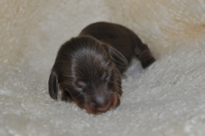 Chiot N°2